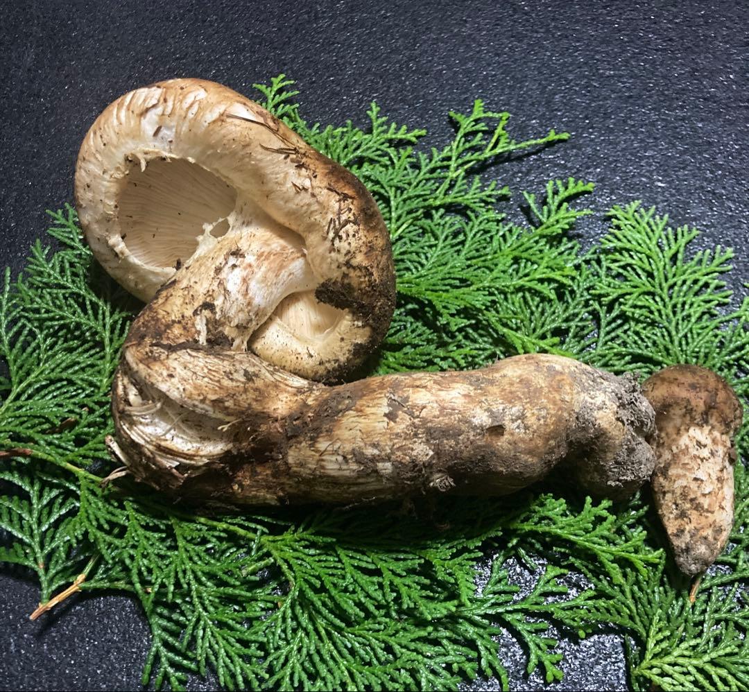松茸　国産　200g