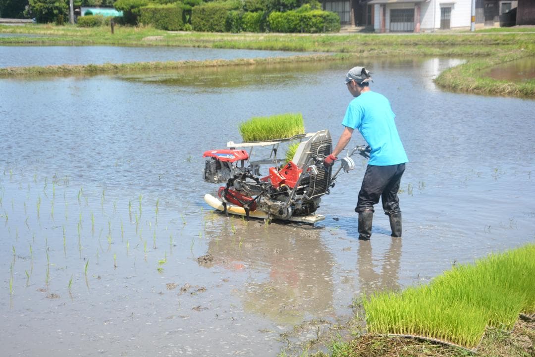 2025年　朝日米5kg白米　たけ爺ブランド米 栽培期間中無化学肥料・無農薬栽培