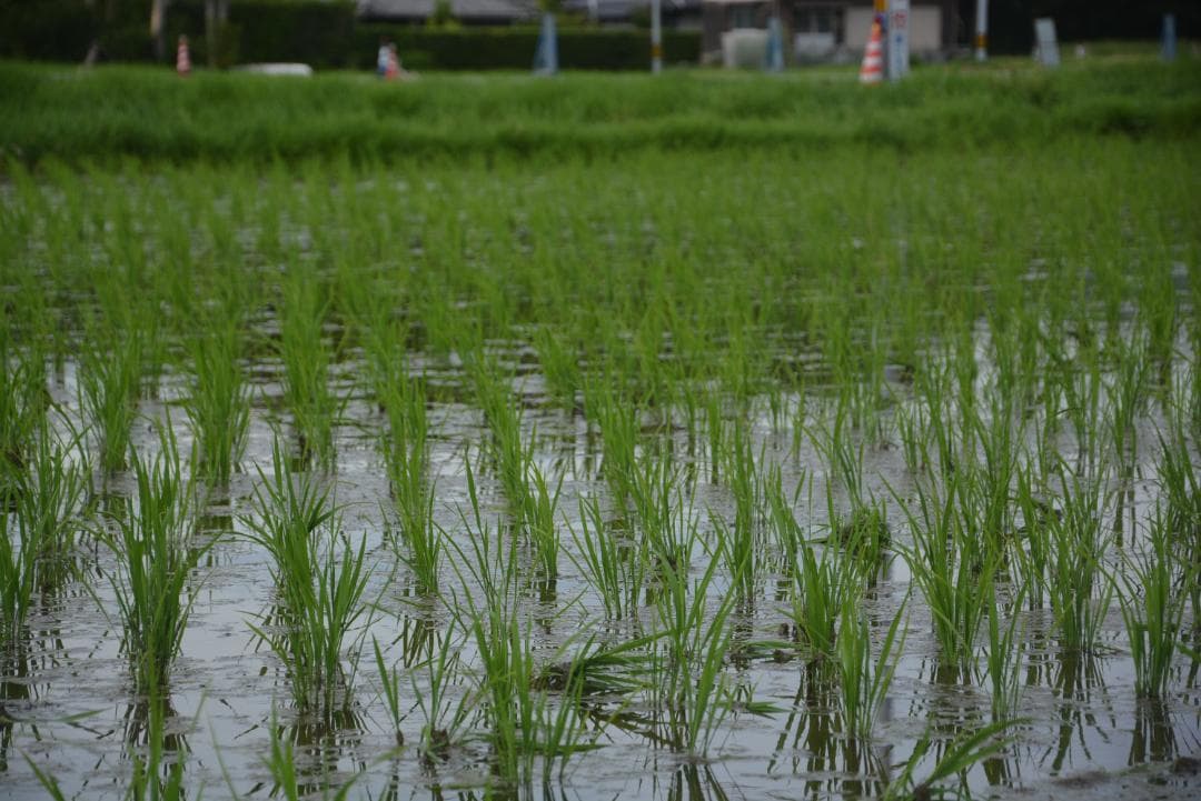 2025年　朝日米5kg白米　たけ爺ブランド米 栽培期間中無化学肥料・無農薬栽培