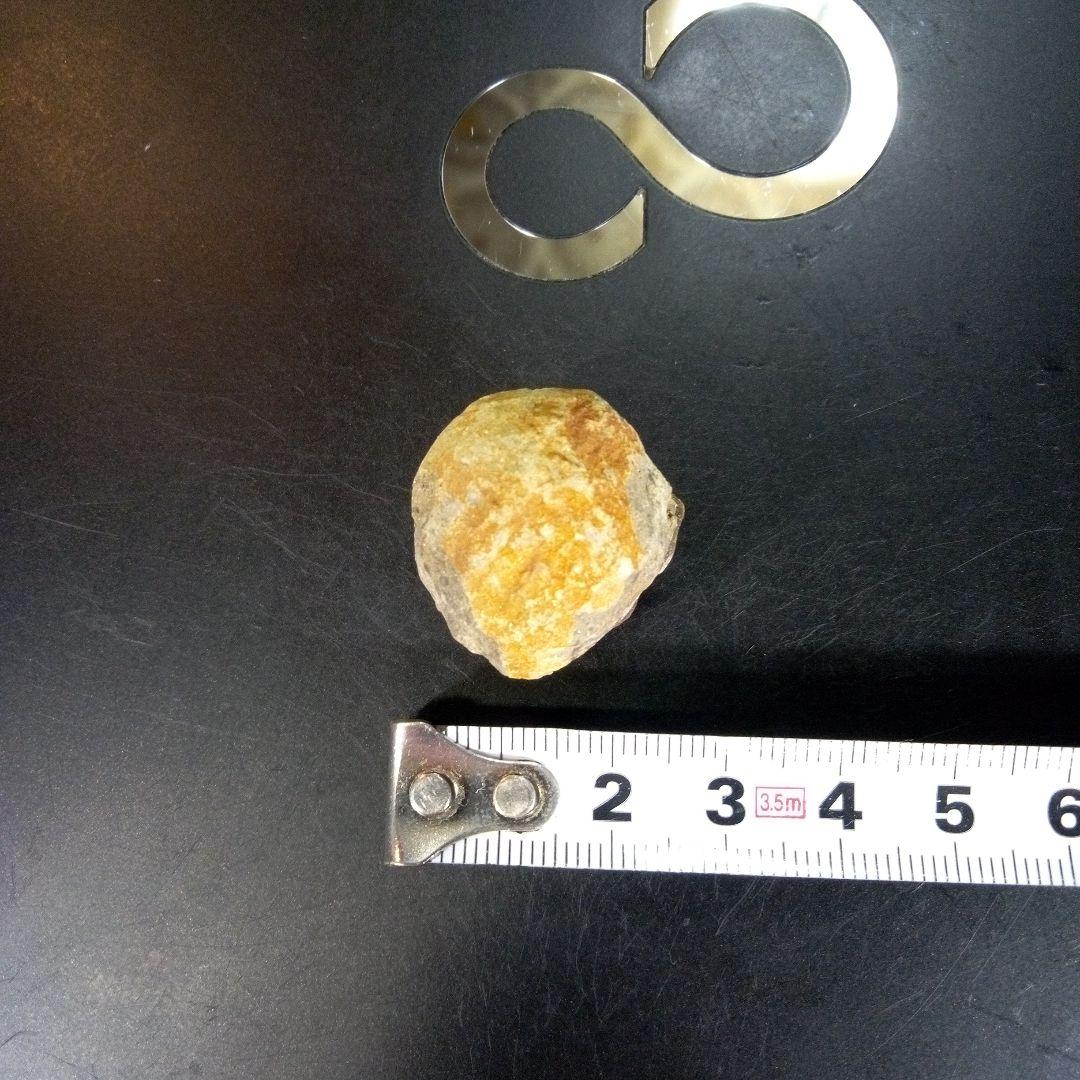 三葉虫　化石　fossil　ボリビア産　trilobite　Bolivia化石⑨