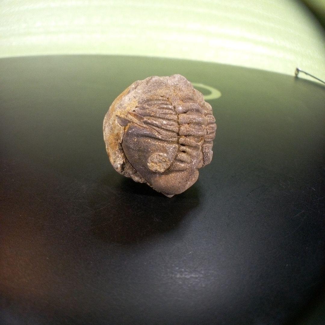 三葉虫　化石　fossil　ボリビア産　trilobite　Bolivia化石⑨