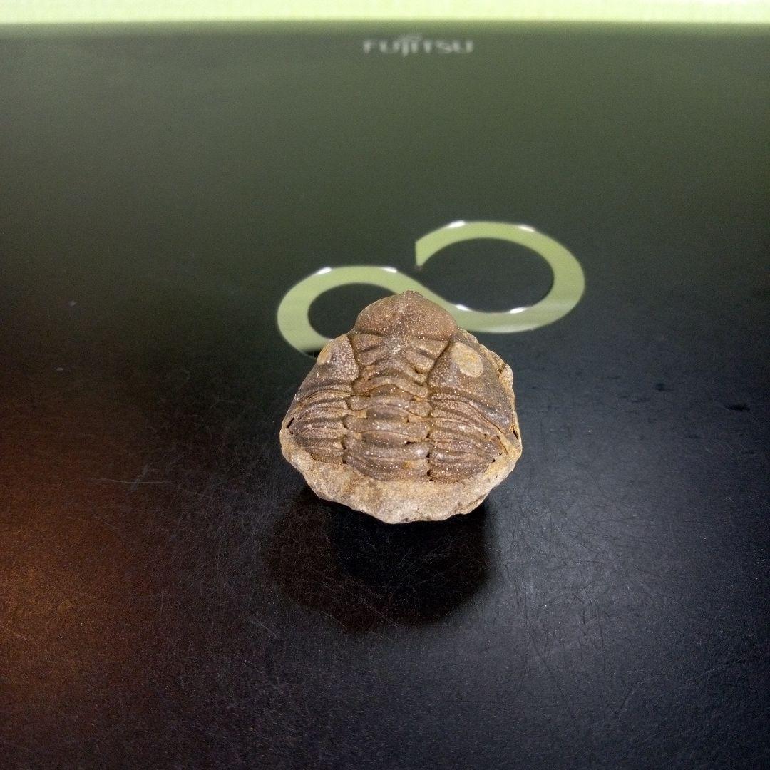 三葉虫　化石　fossil　ボリビア産　trilobite　Bolivia化石⑨