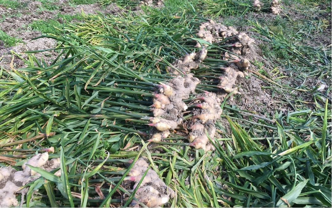 朝採れ新鮮！ばあばが育てた四万十清流　土付き土佐新生姜　10キロ