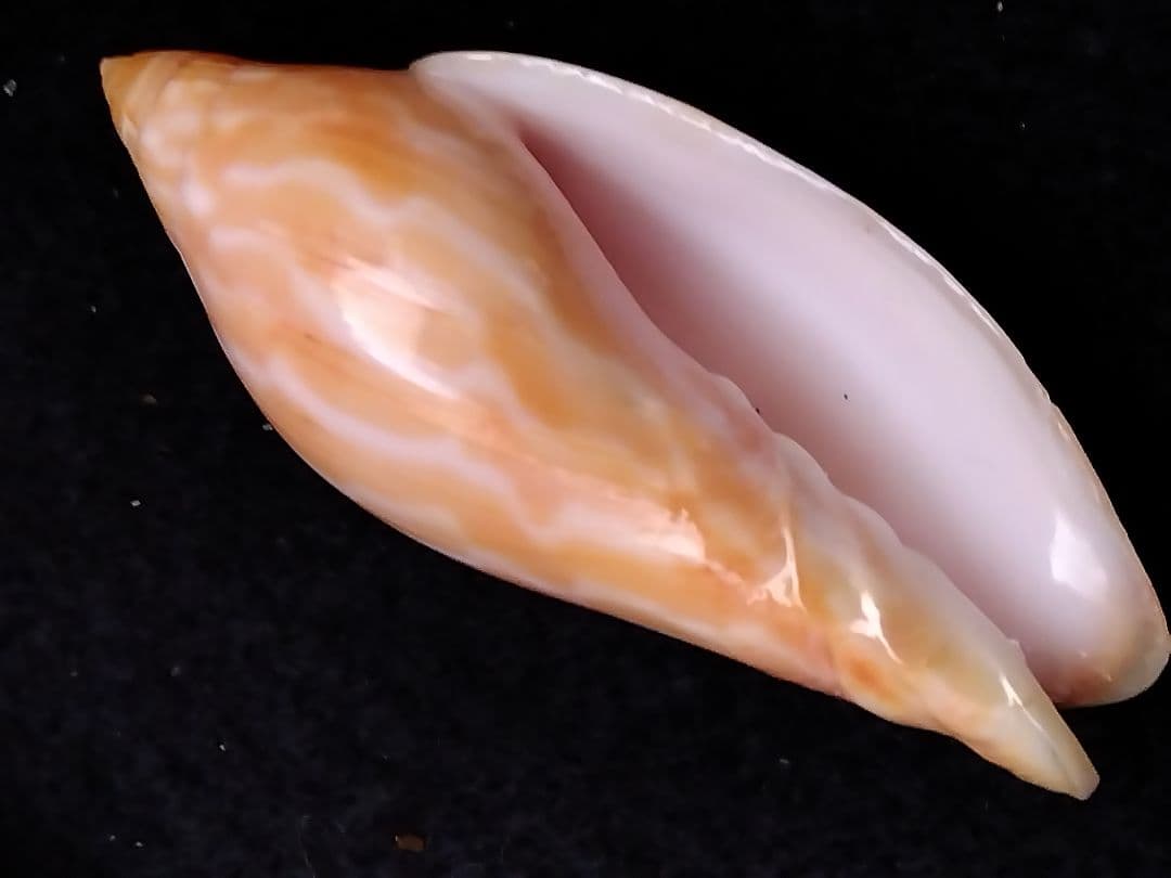 貝殻の標本　スウェインソンモオリガイほか５点（ガクフボラ科）