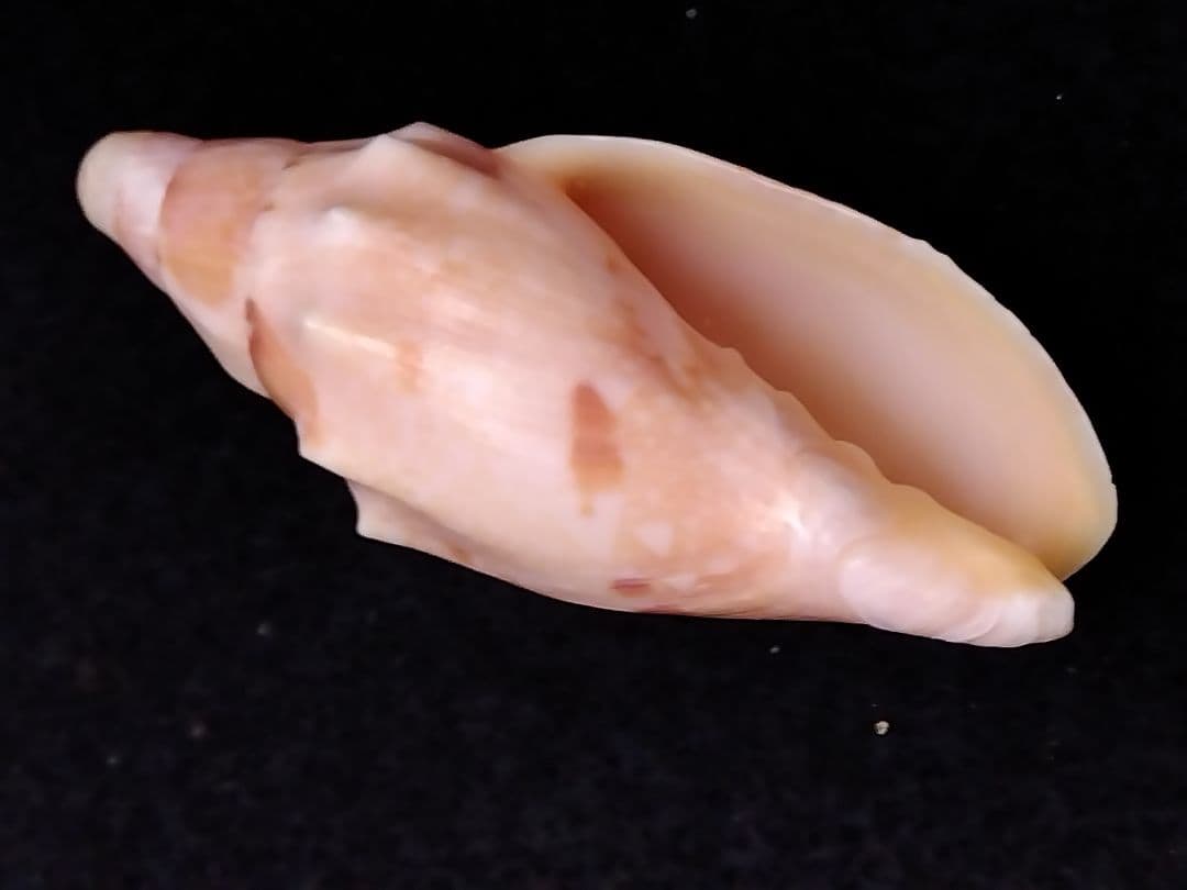 貝殻の標本　スウェインソンモオリガイほか５点（ガクフボラ科）