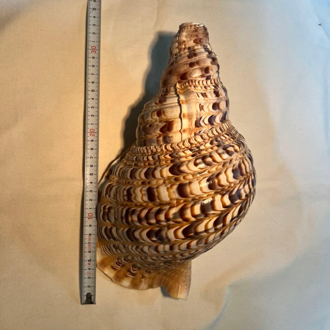 法螺貝　大きな巻貝 茶色とクリーム色のストライプ