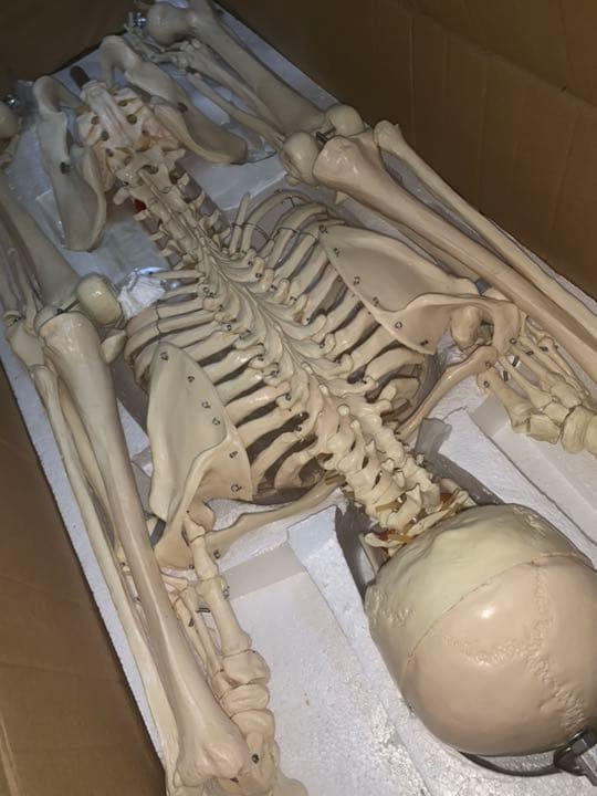 全身人体骨格模型