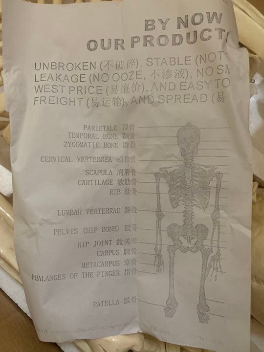 全身人体骨格模型