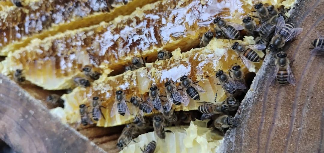 自然いっぱい！日本蜜蜂の巣蜜