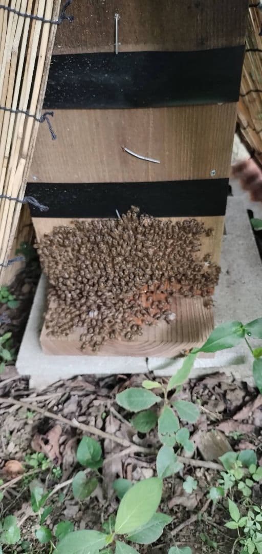 自然いっぱい！日本蜜蜂の巣蜜