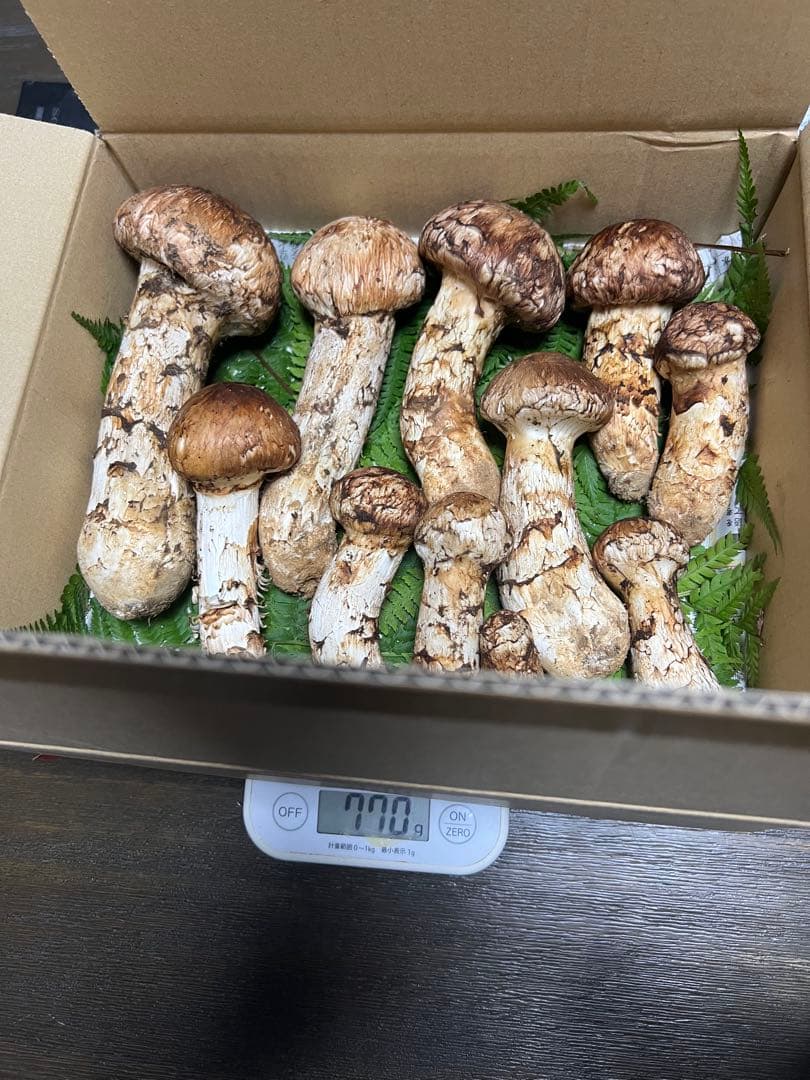 岩手県産松茸　770g 11本　10月18日取れ