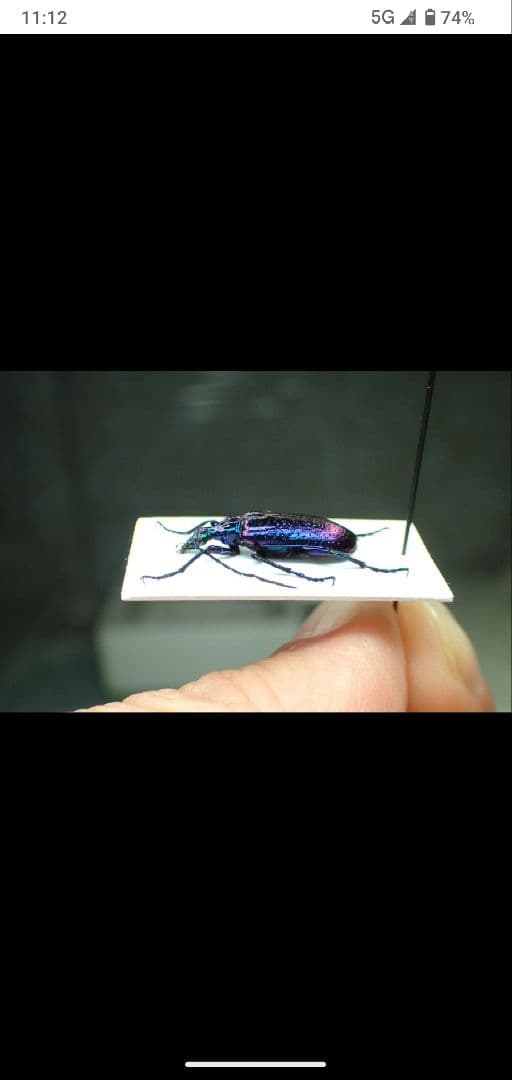 まるで宇宙空間を彷彿とさせられる　豪州の美麗ツチハンミョウ