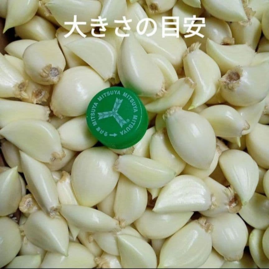 専用　青森県産むきにんにく 小中粒 変形粒 色々 10kg 発芽発根あり