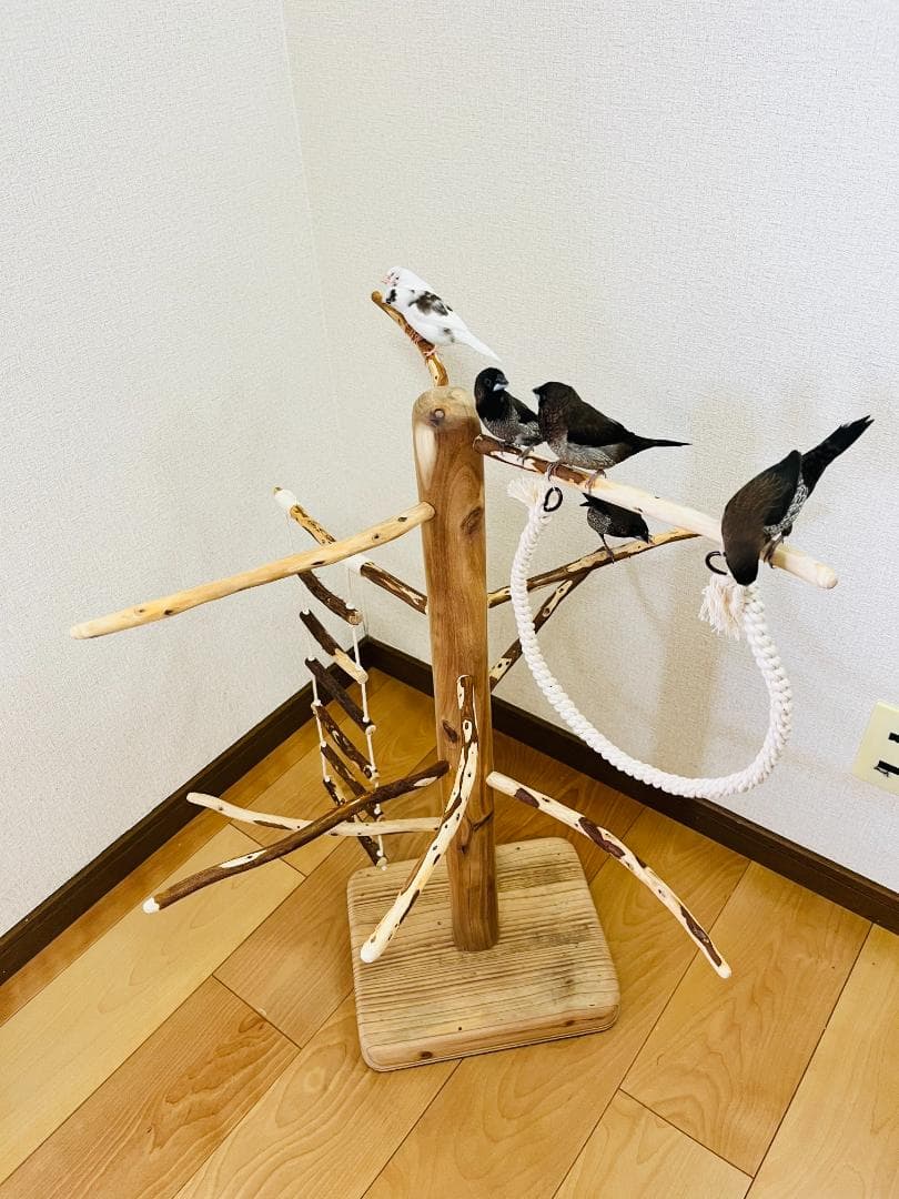 【小鳥用】ブランコ＆ハシゴ付　♬螺旋状 バードアスレチック