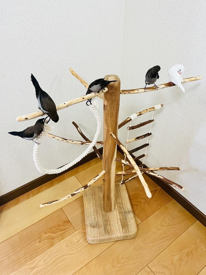 【小鳥用】ブランコ＆ハシゴ付　♬螺旋状 バードアスレチック