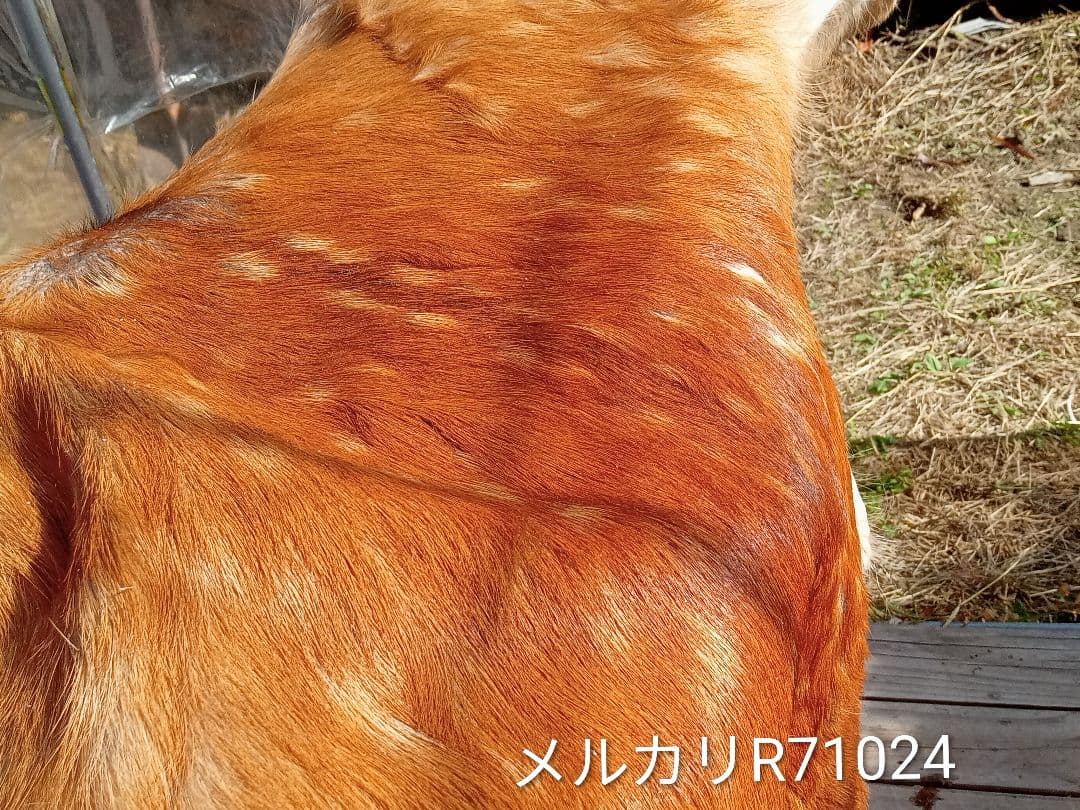 天然日本鹿夏毛ラグ　みみ付き