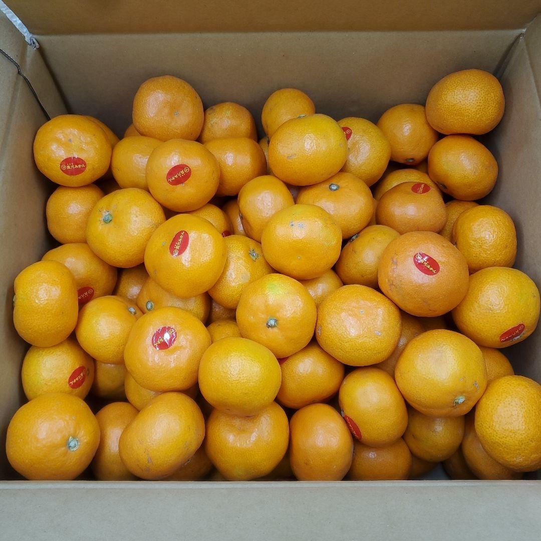 0️⃣0️⃣ 愛媛県産 真穴みかん Sサイズ 箱込み１０キロ②