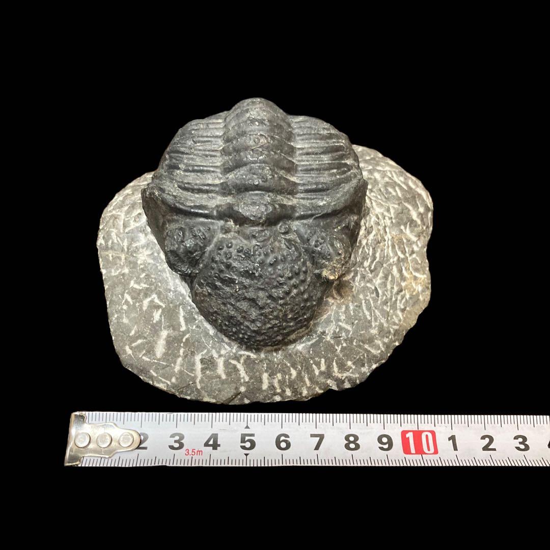 三葉虫化石 特大サイズ　全長約13cm