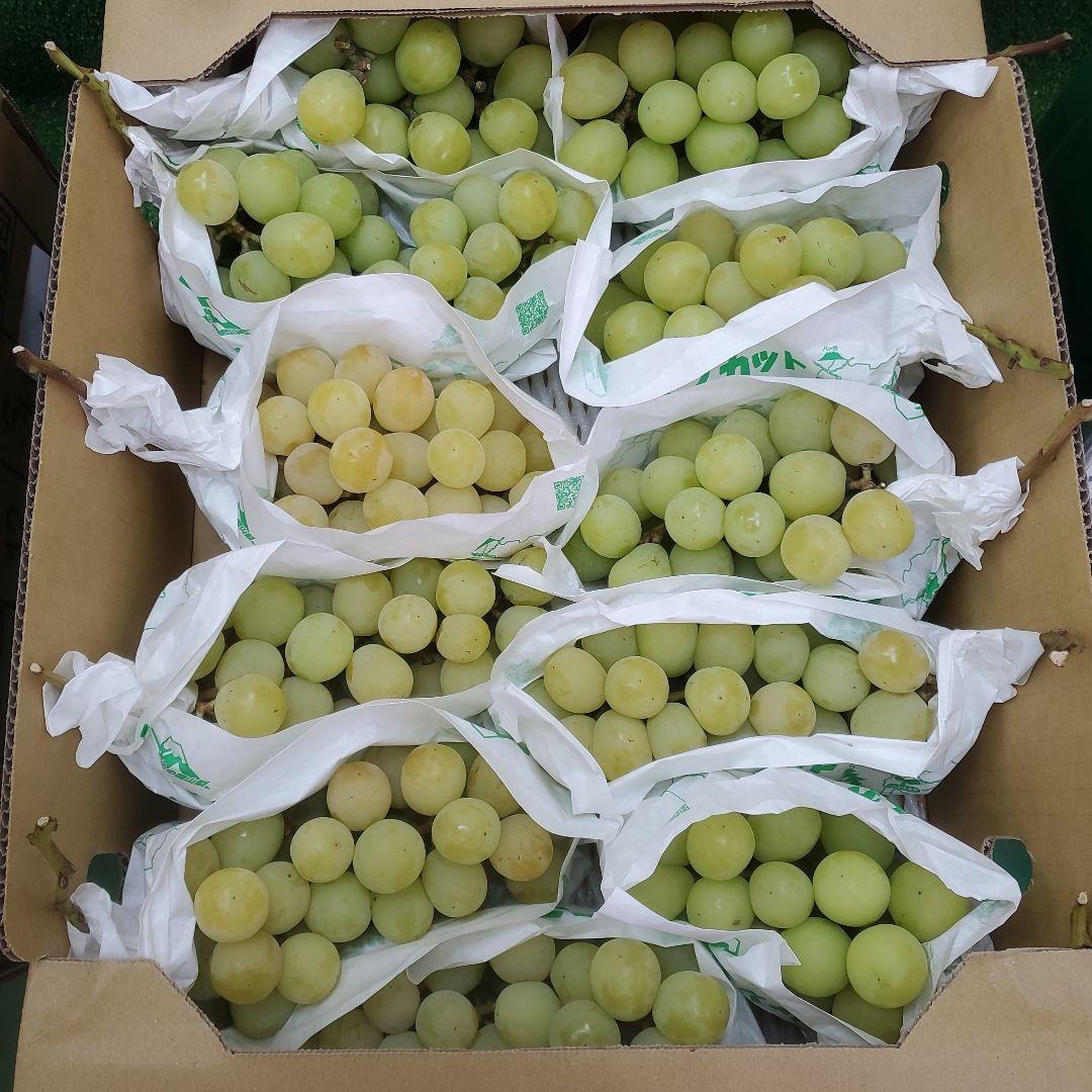 5️⃣ 山梨県産 シャインマスカット １２房 箱込み5.5キロ