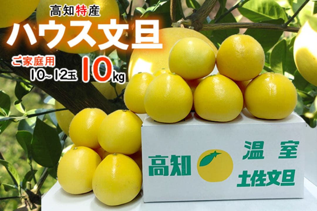 お買い得！高知特産　温室土佐文旦　サイズおまかせ　10～24玉　約10㎏