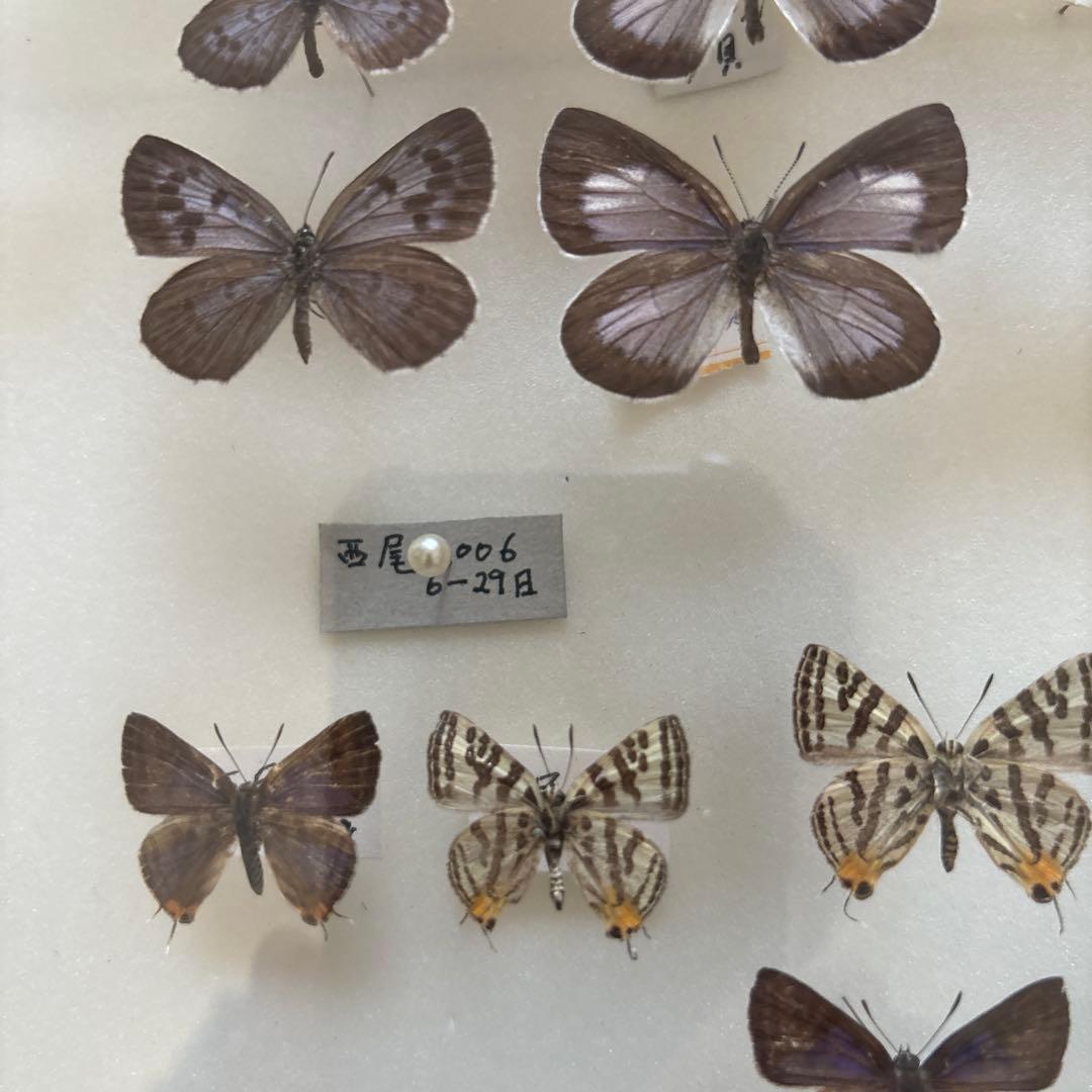 蝶の標本 フレーム入り 多数
