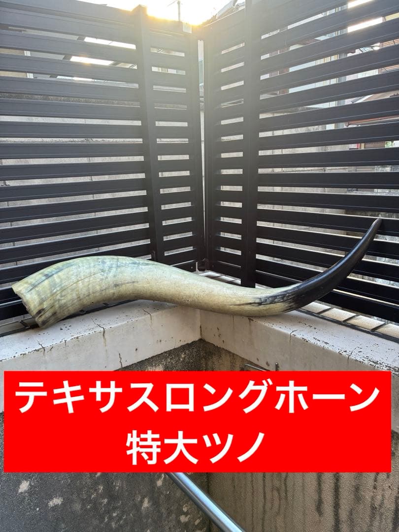 テキサスロングホーン　牛　ツノ　特大　アメリカン　インディアン　剥製