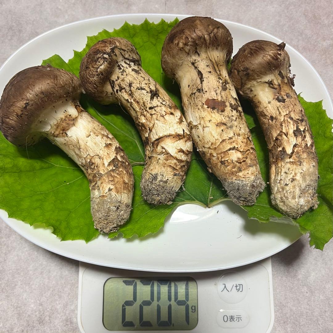 天然松茸★220g★山形県産