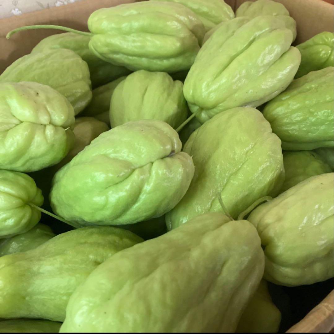 ハヤトウリ17キロ