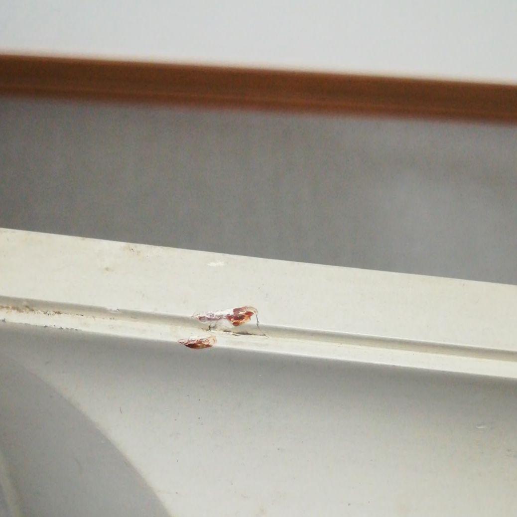 梅沢泰夫　絵画　額付き