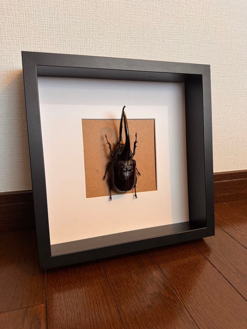 ネプチューンオオカブト　壁掛け標本