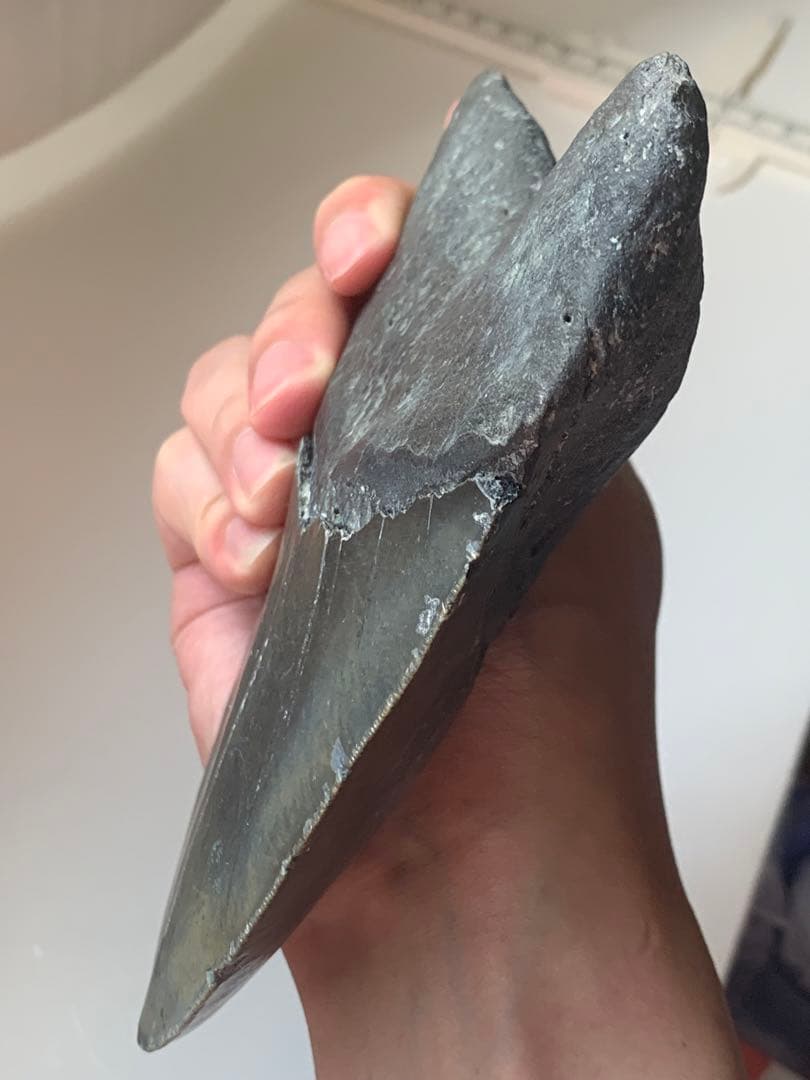 最大級　メガロドン　化石　サメの歯　423g　隕石　恐竜　爪　牙　三葉虫　骨