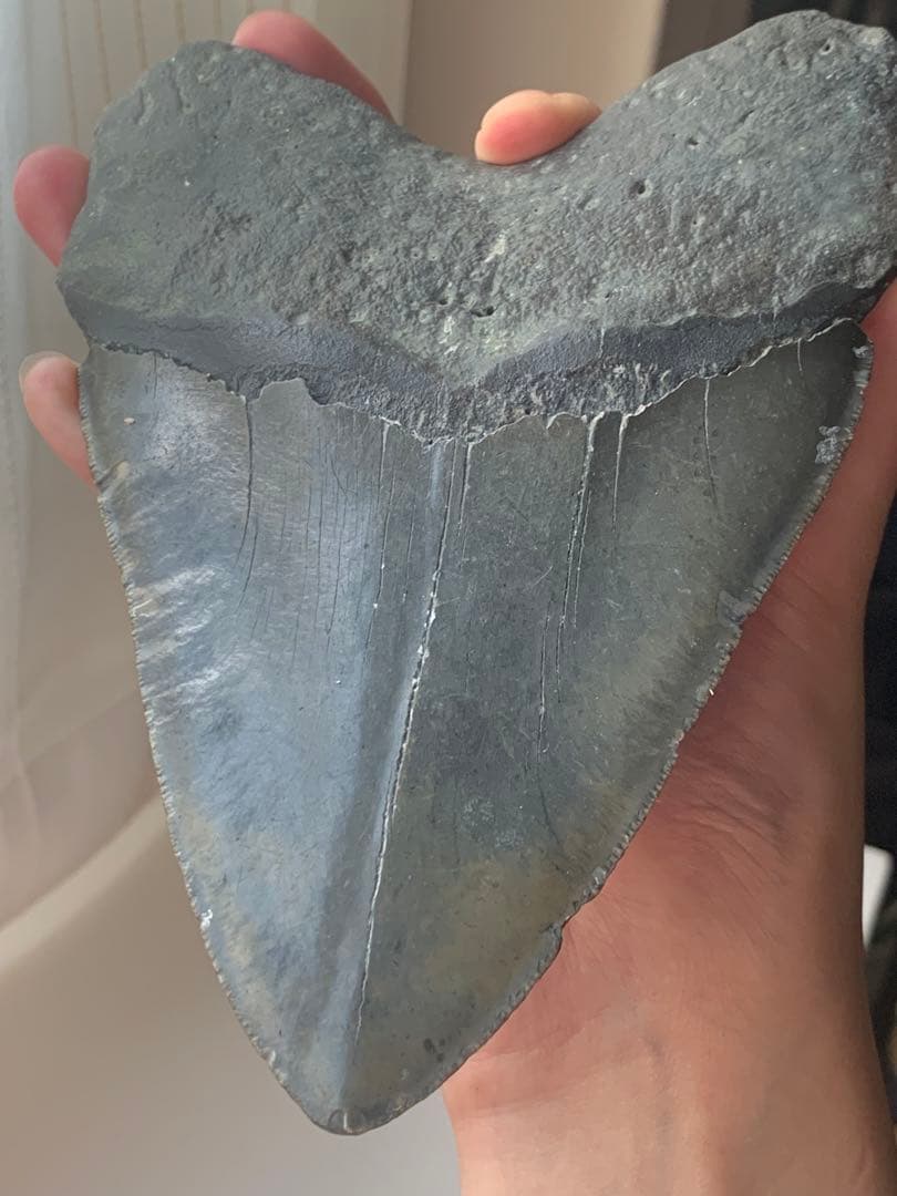 最大級　メガロドン　化石　サメの歯　423g　隕石　恐竜　爪　牙　三葉虫　骨