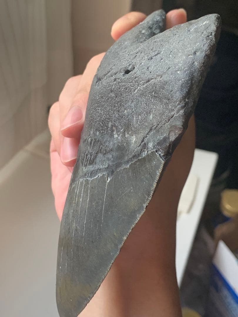 最大級　メガロドン　化石　サメの歯　423g　隕石　恐竜　爪　牙　三葉虫　骨