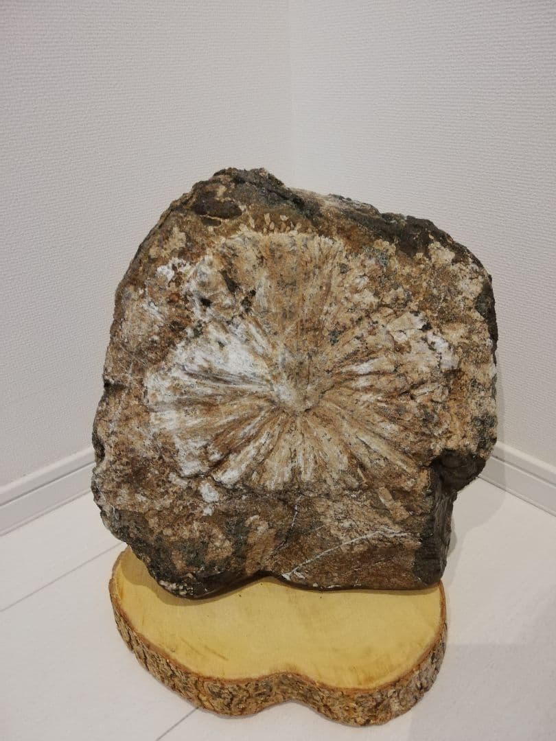 大菊　菊花石　11㎏