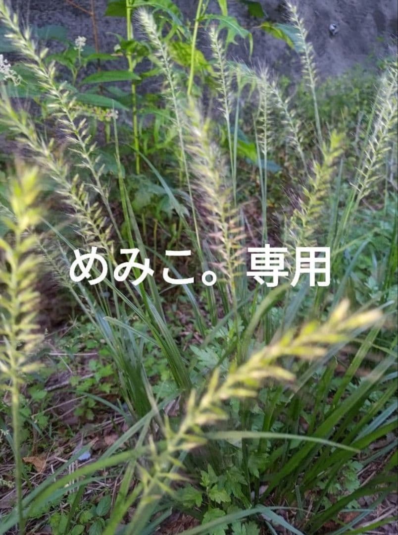 めみこ。　ひゃくまごく玄10kg 　1分セイマ込