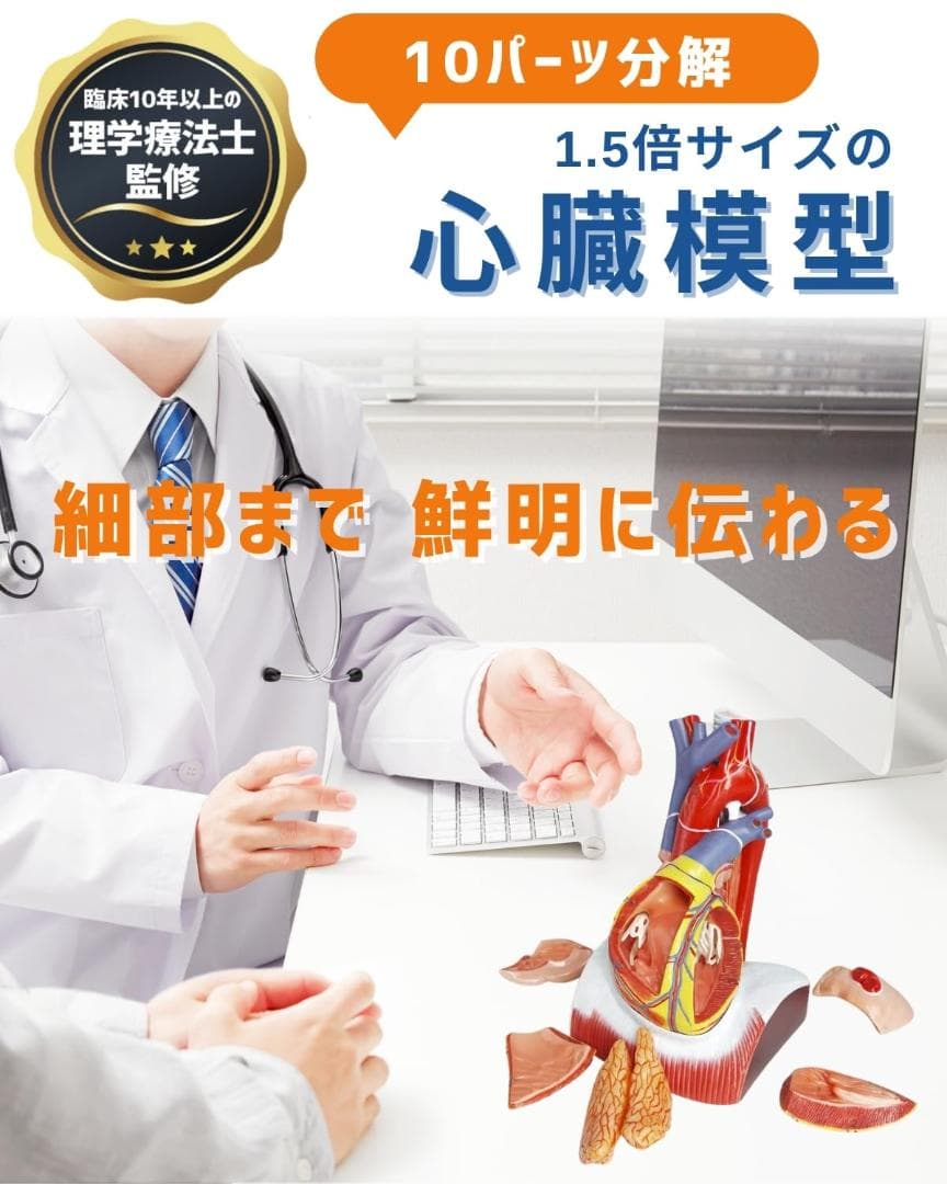KIYOMARU 心臓模型 1.5倍大 10分解 教育用 新品