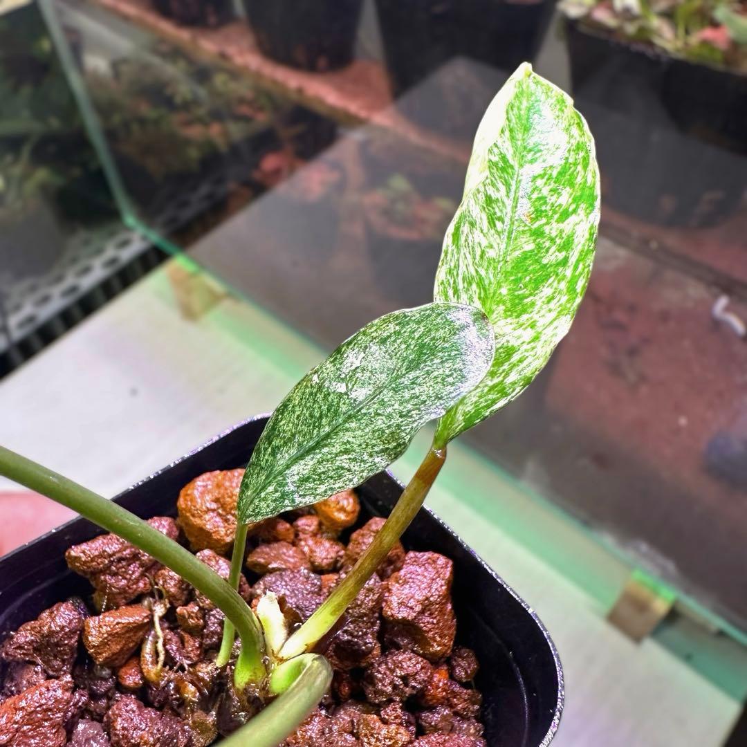 観*目様 ブセファランドラ（斑入り株）Bucephalandra Pipto と