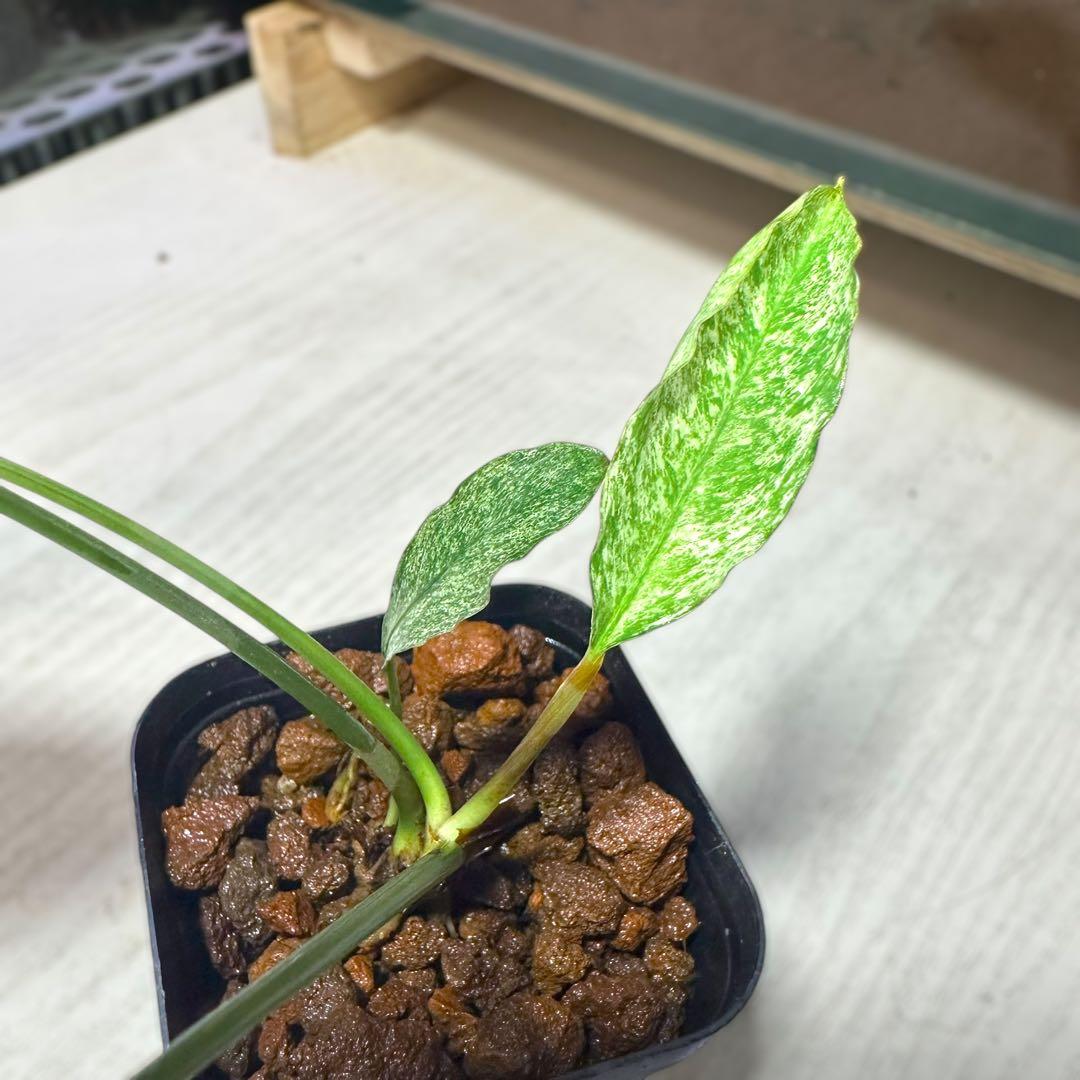 観*目様 ブセファランドラ（斑入り株）Bucephalandra Pipto と