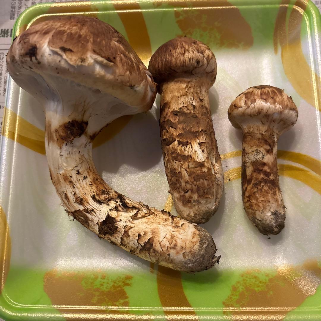 岩手県産　天然松茸