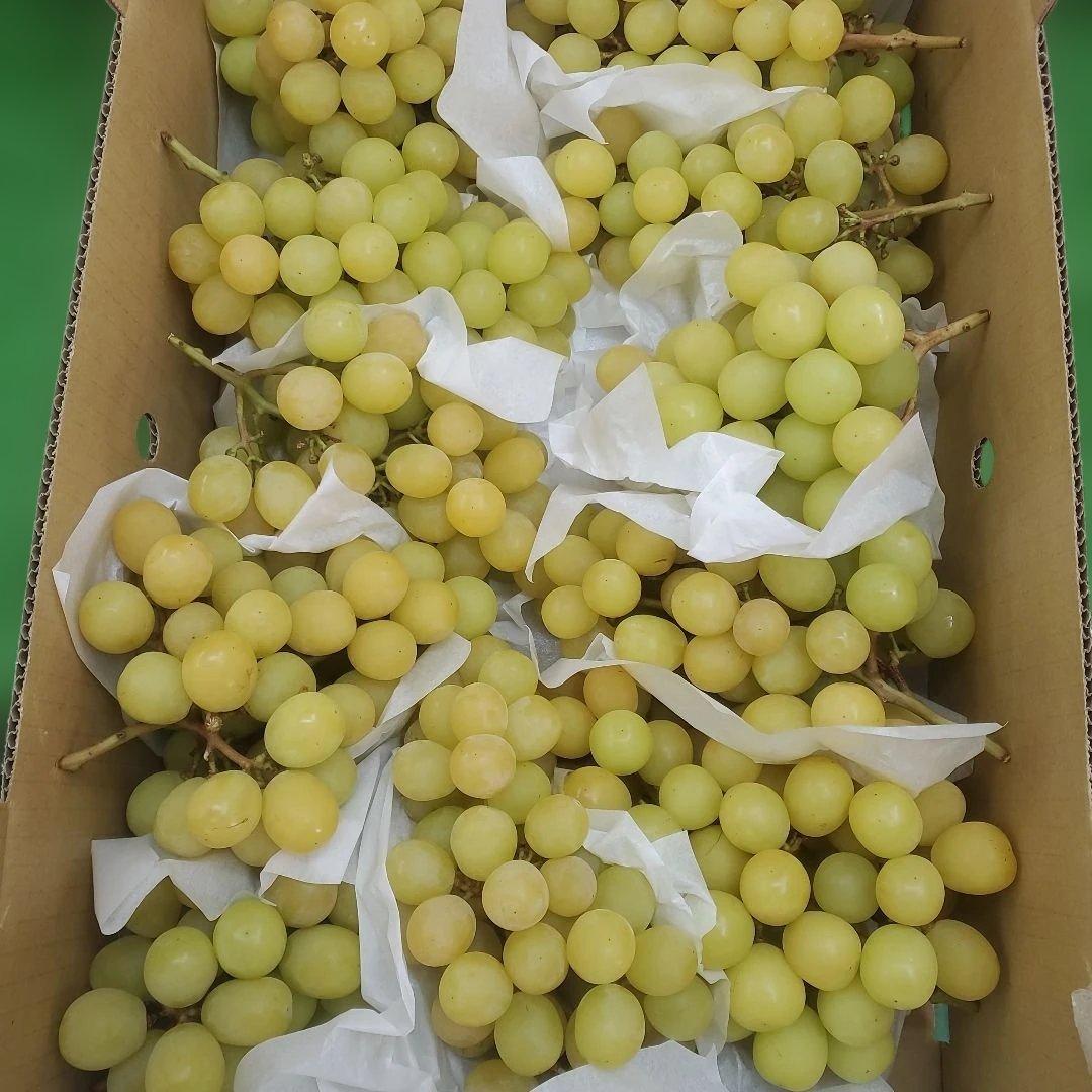 8️⃣ 山梨県産 シャインマスカット １１房入り 箱込み5.7キロ