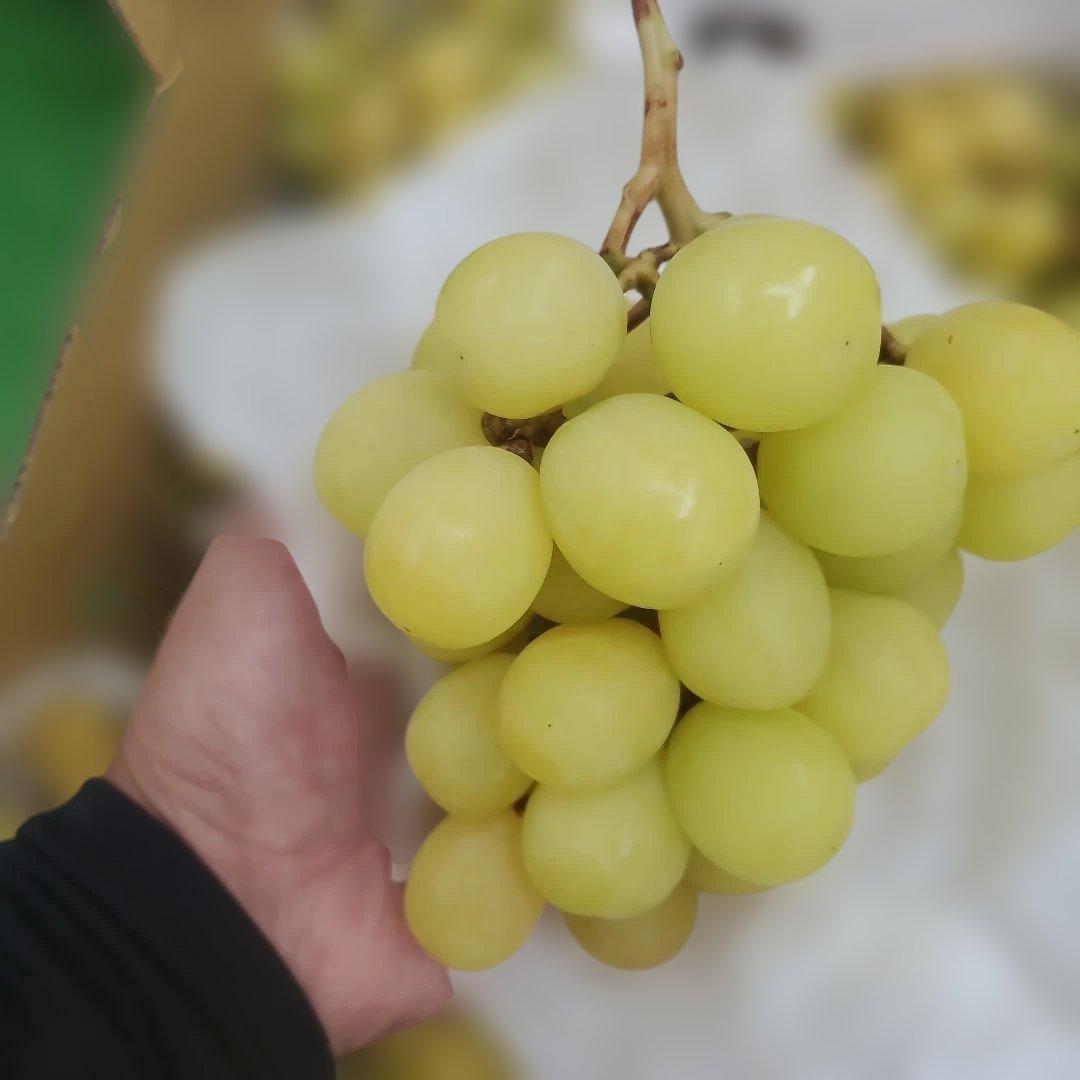 8️⃣ 山梨県産 シャインマスカット １１房入り 箱込み5.7キロ