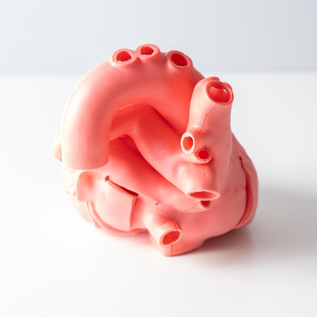 cross medical Cardio Model E.V. 模型 心臓