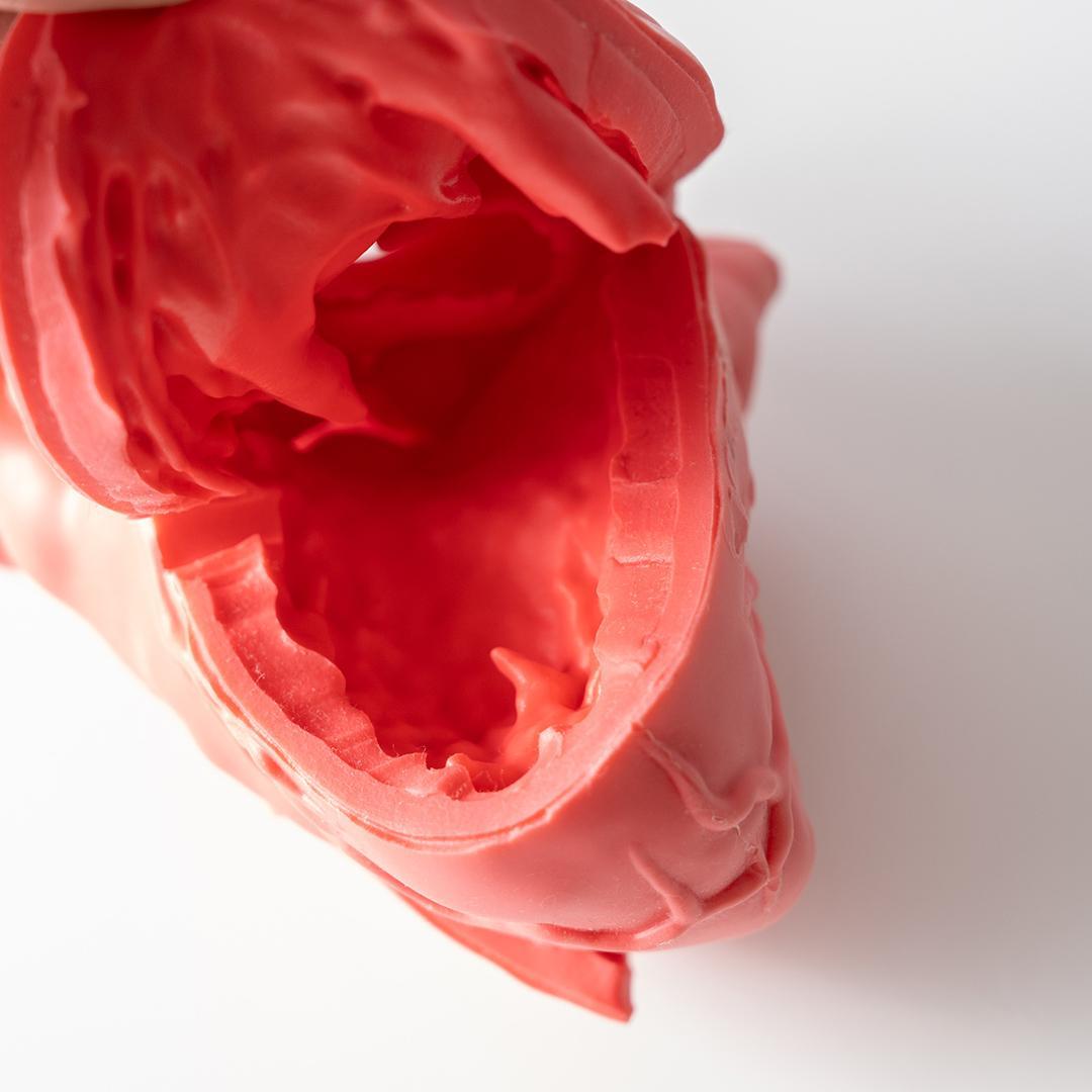 cross medical Cardio Model E.V. 模型 心臓