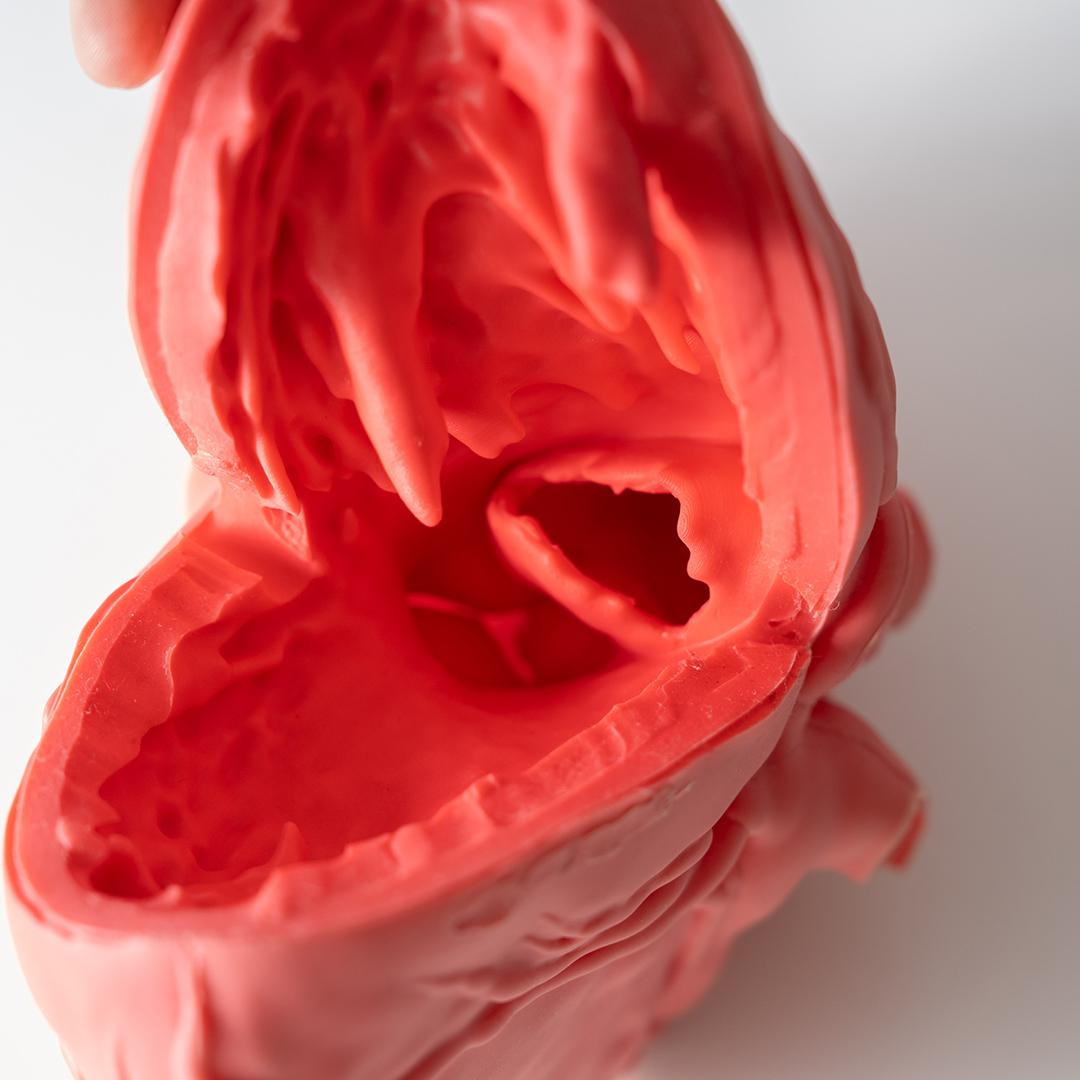 cross medical Cardio Model E.V. 模型 心臓