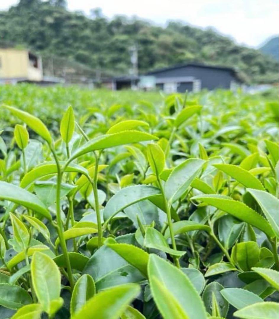【台湾好茶】新発売 坪林 【一等】紅玉18号 蜜香紅茶150g 手摘み