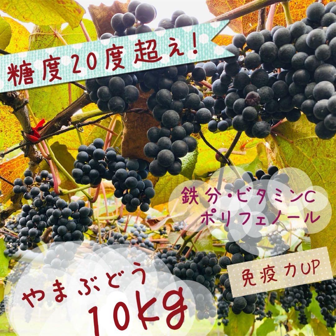 現在糖度20！もぎたてをお届け！スーパーフルーツ山葡萄10kg