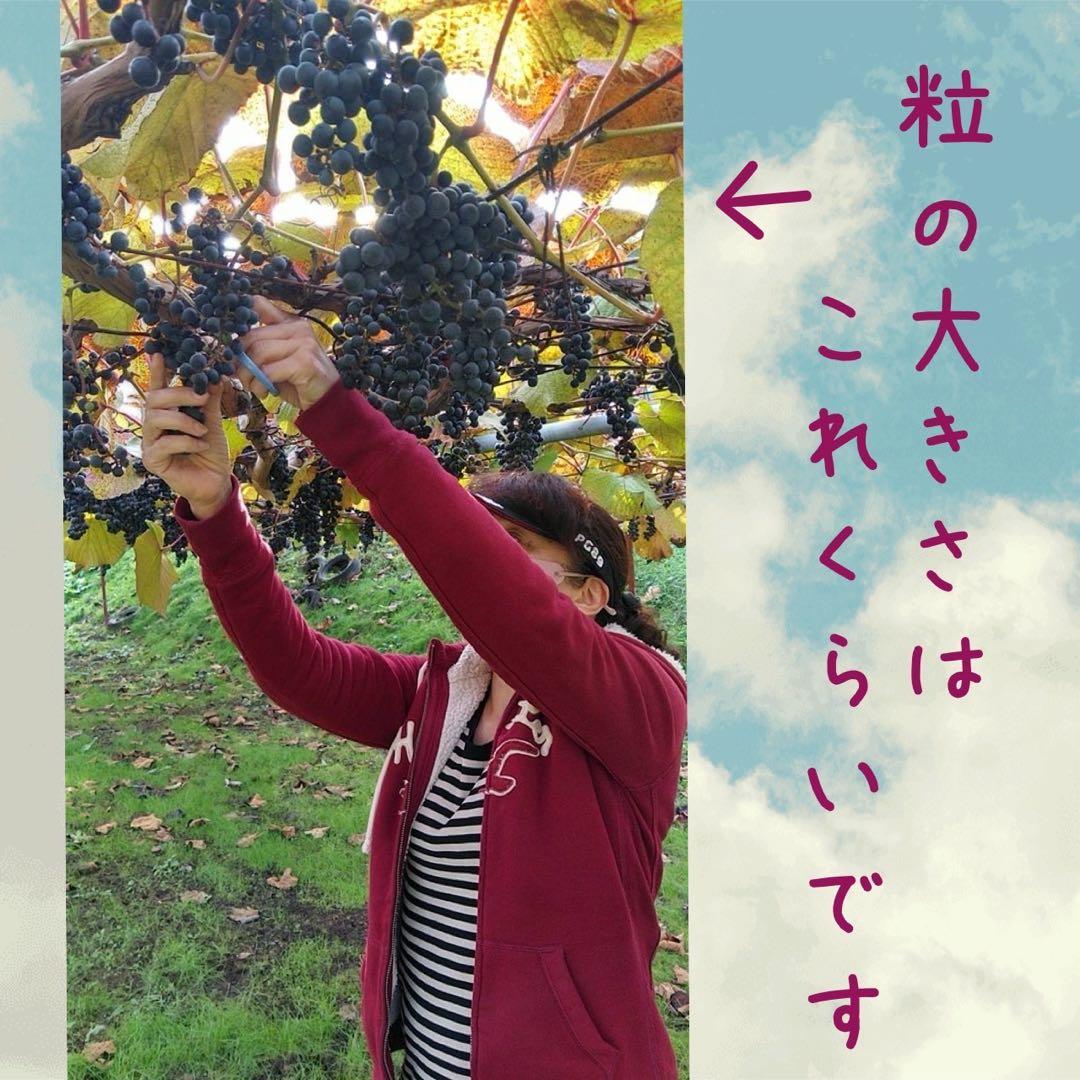 現在糖度20！もぎたてをお届け！スーパーフルーツ山葡萄10kg