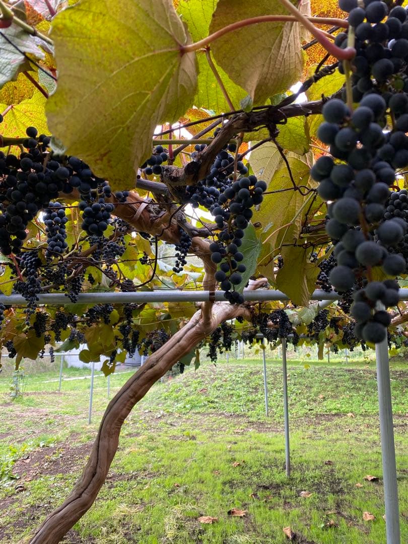 現在糖度20！もぎたてをお届け！スーパーフルーツ山葡萄10kg