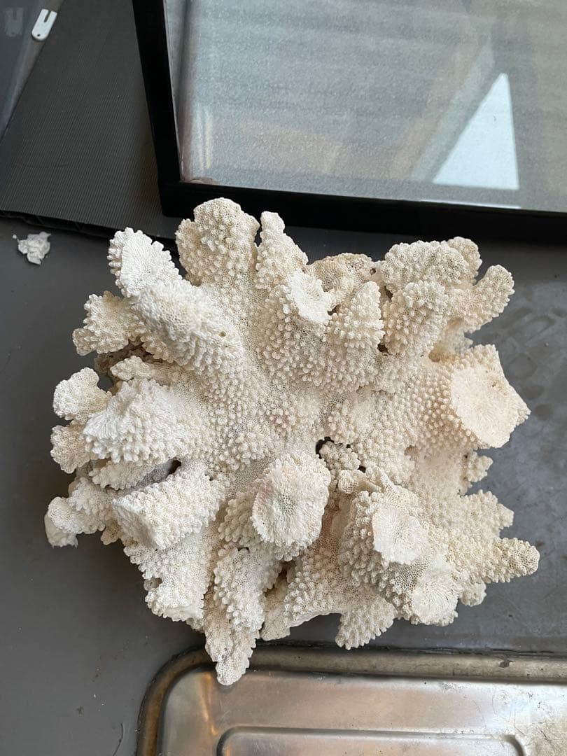 ホワイトサンゴ 自然形状 アクアリウム用