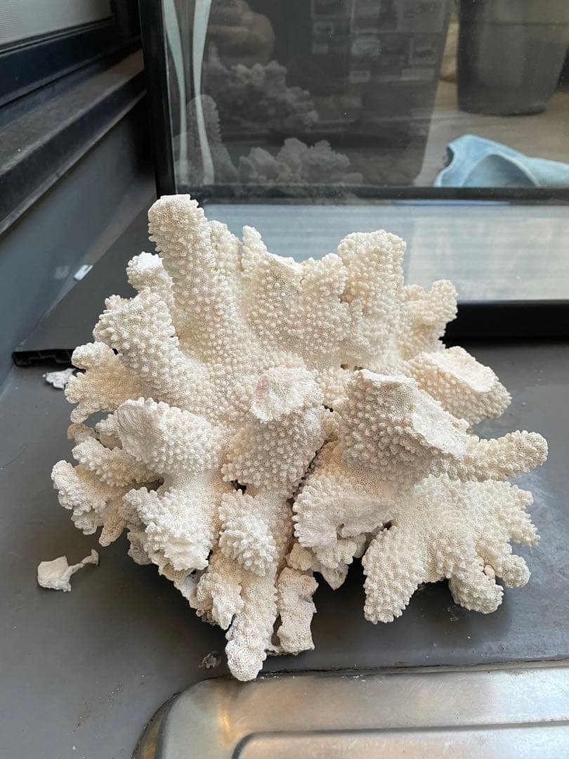 ホワイトサンゴ 自然形状 アクアリウム用
